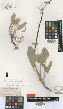 Salvia candidissima Vahl subsp. occidentalis Hedge[isotype]