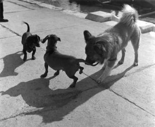 Tiere. Zwei Dackel und ein Spitz