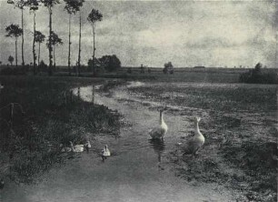 Gänse