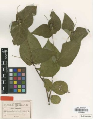 Croton flavescens Greenm. [type]