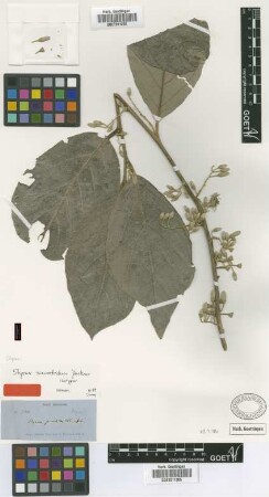 Styrax macrotrichus Perkins [isotype]