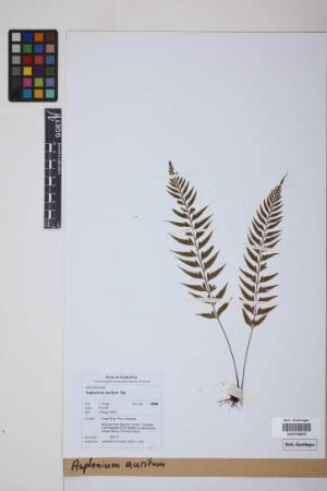 Asplenium auritum Sw.