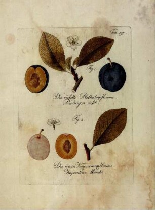 Tab. 197. Fig. 1. Die violette Rebhahnpflaume [...] Fig. 2. Die weisse Kayserinnpflaume [...]