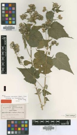 Wissadula acuminata Rose [isotype]