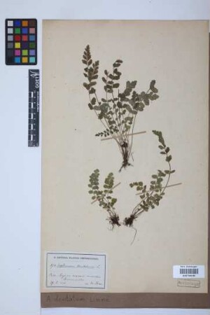 Asplenium dentatum L.