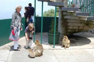 Gibraltar - Überall sind die Affen : An der Bergstation der Seilbahn auf den "Upper Rock" warten die ersten Makake-Äffchen auf das Futter der Besucher, aufgenommen im Mai 2007