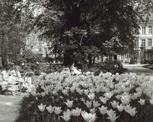 Schlossplatz zur Tulpenblüte mit Blick zur Schlosswache. Detmold. Schlossplatz. Papierabzug