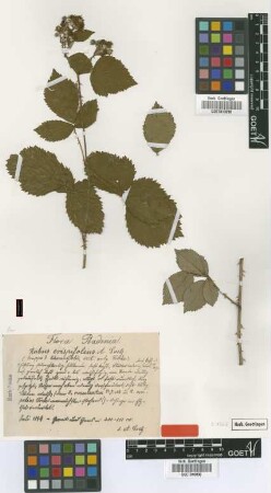 Rubus crispifolius A.Goetz [type]
