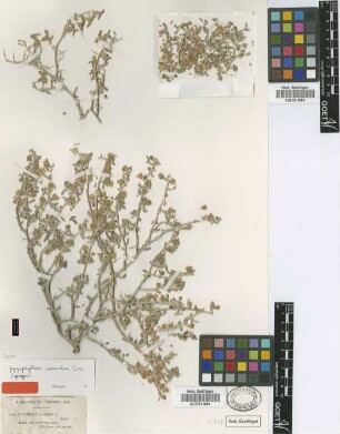 Zygophyllum cornutum Coss. [syntype]