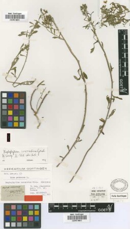 Haplophyllum coronatum Griseb. [syntype]