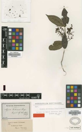 Myrcia sartoriana O.Berg [isotype]