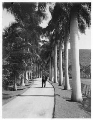 Honolulu (Hawaii). Palmenallee mit einzelnem Tourist