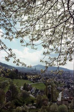 Freiburg i. Br.: Frühling an der Eichhalde: Blüten und Blick auf das Münster