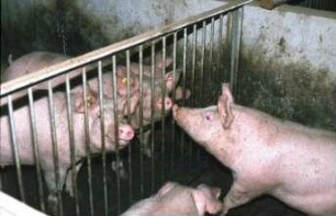 Fotografie: Tierproduktionsverfahren, Mastschwein, Vollspaltenboden