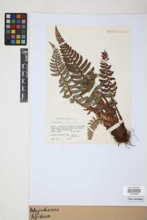 Aspidium