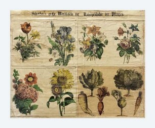 Schreiber's große Wandtafeln der Naturgeschichte der Pflanzen