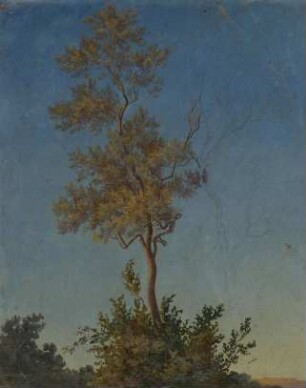 Baum mit Gebüsch (Tamariske)
