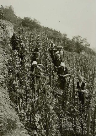 Radebeul, Weinberg Wackerbarths Ruhe : Radebeul-Niederlößnitz. Weinlese, Winzer und Winzerin beim Pflücken der Trauben. Im Weinberg des Schlosses "Wackerbarths Ruhe" im Hintergrund der Jakobsturm)