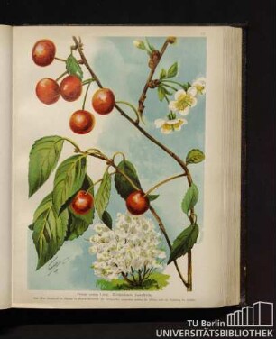 Prunus cerasus Linné. Weichselbaum, Sauerkirsche.