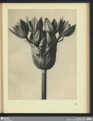 Allium Ostroroskianum