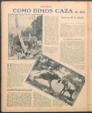Como dimos caza a un elefante peligroso : Nota por W. G. Adam