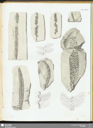 Tab. XXXIV