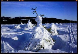 Schauinsland: Schauinsland Halde gegen Feldberg