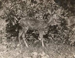 Oberlausitz. Valtenberg. Reh (Capreolus capreolus L.), Kitz