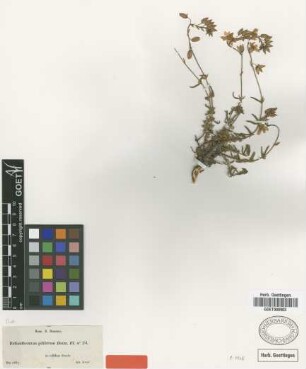 Helianthemum piliferum Boiss. [type]
