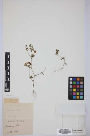 Trifolium agrarium L.