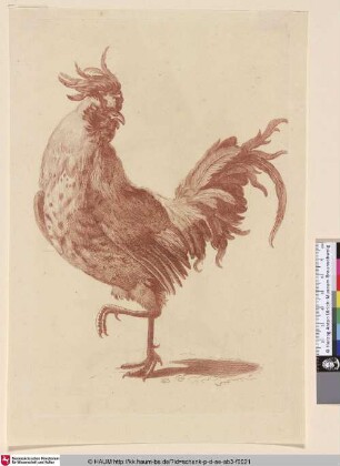 [Stolzierender Hahn; Rooster, Standing on One Leg with its Head Turned Right; Haan lopend]