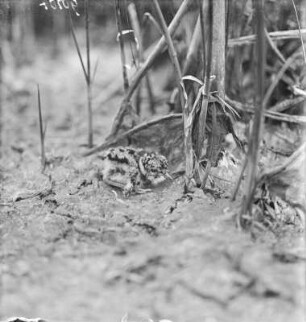Kiebitz : Junger Kiebitz (Vanellus vanellus Linnaeus) tief drückend.