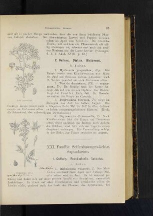1. Gattung. Rosskastanie. Aesculus.
