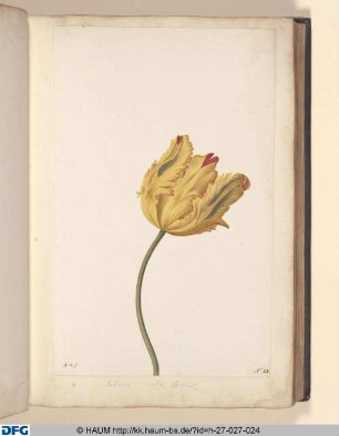 Tulipae alia species.