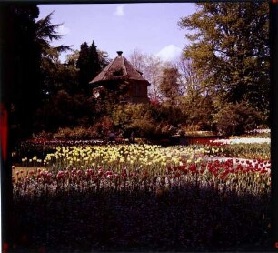 Insel Mainau: Tulpengarten am Wehrturm