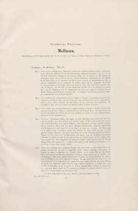 Mollusca
