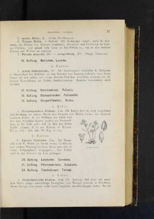 17. Gattung. Scheibenkraut. Peltaia. 18. Gattung. Steinschmückel. Petrocallis.