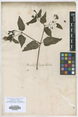 Mirabilis