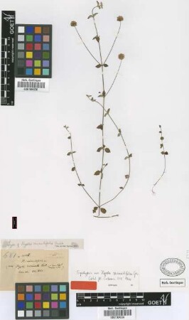 Hyptis minutifolia Griseb. [syntype]
