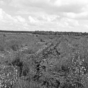 Nienwohlder Moor: Blick auf Moorfläche mit Gräben: vorn Sträucher: im Hintergrund Bäume
