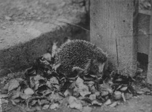 Igel : Igel (Erinaceidae) auf Futtersuche in einem Laubhaufen.