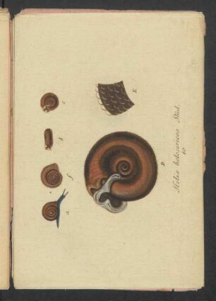 Helix holosericea Stud.