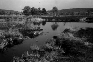 Schwenninger Moos (Neckarquelle) bei Schwenningen