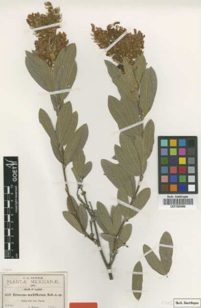 Eriosema multiflorum B.L.Rob. [isotype]