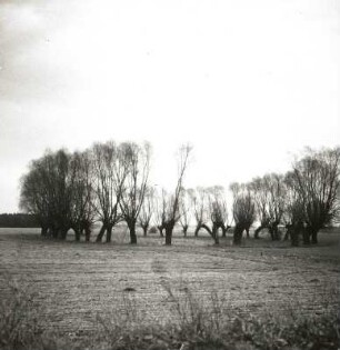 Söll (Teich), von Korb- oder Bruchweiden (Salix fragilis) umstanden, im Gebiet der norddeutschen Grundmöränenplatte