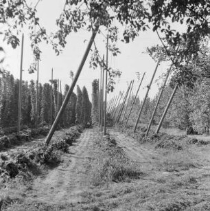 Hopfenernte in Kohlwesa : Žně chmjela w Kołwazu : Kohlwesa / Kołwaz
