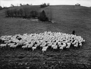 Thüringen. Schäfer mit Schafherde