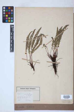 Asplenium viride Huds.