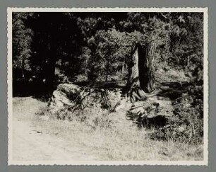Wald bei Pontresina