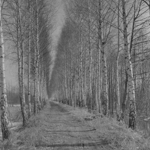 Landschaftsbild. Frühling im Spreewald. Leiper Weg. Die Wiesen sind überschwemmt. : Wobraz krajiny. Nalěćo w Błótach. Puć w Lipjem. Łuki su přepławjene.